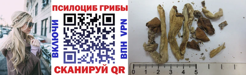 Галлюциногенные грибы Cubensis купить цена Кирс